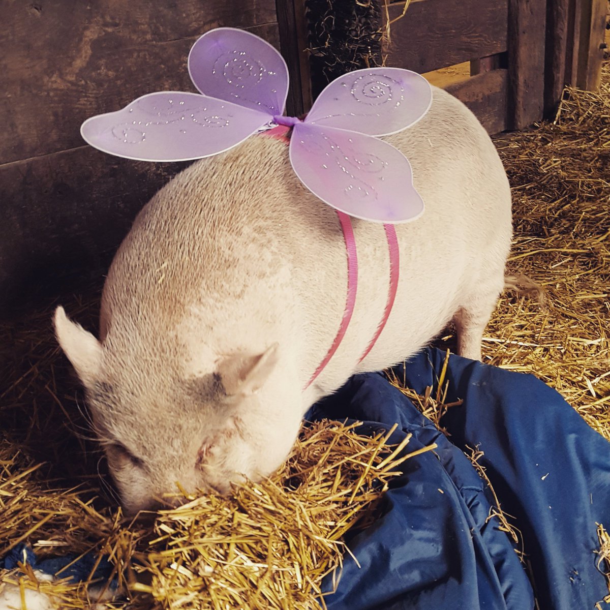 Look at this sweet little butterfly! Lola is getting into the Halloween spirit! #happyhalloween #rescuedpig #rescuedpotbelly