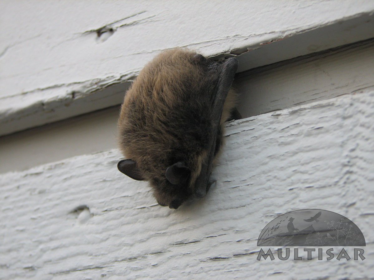 MULTISAR's tweet photo. #Bats eat mosquitoes. Lots of them! Enough said! #happybatweek #freepestcontrol #speciesatrisk https://t.co/OSb9i6cziF