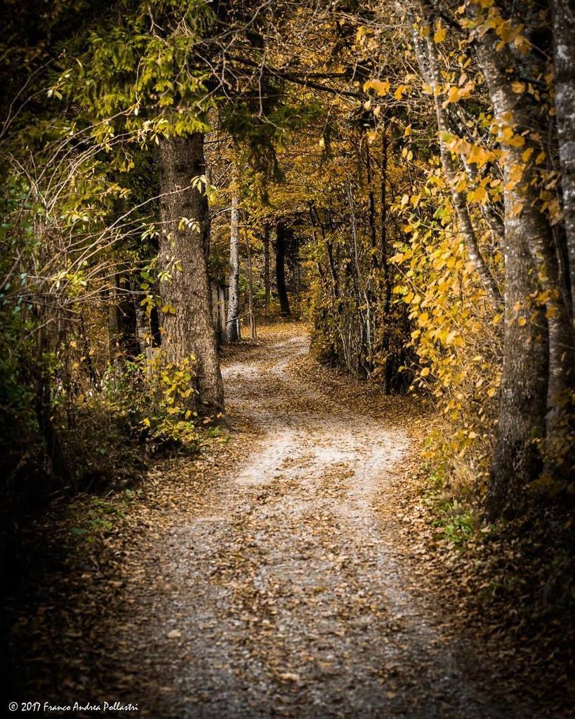 Macfan1963's tweet photo. La Via nel Bosco #vallediledro #vallediledronature #concei #natura_love_ #nature #autumn #yallersitalia #yallerstrentino_altoadige #trentin… https://t.co/i7KBzSQPPV