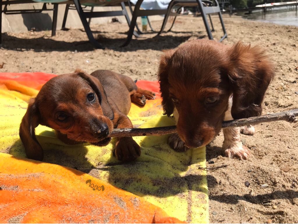 dog_rates's tweet photo. Meet Molly and Maggie. They are co-branch managers. Tend to struggle w division of responsibilities. Both 12/10 one should return to sales https://t.co/WyIfiFffAC