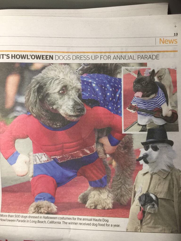 Welly Wags tweet media
