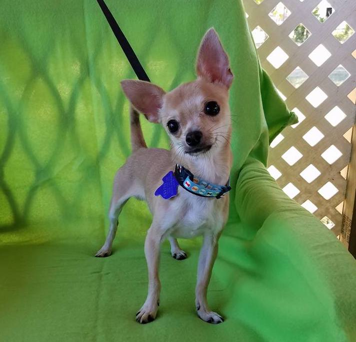 Cutest thing in Texas goes by the name LONESTAR ⭐️ 4 lbs of momma's boy love. Silly but not hyper. Total shadow pup! bit.ly/2gd1M3a