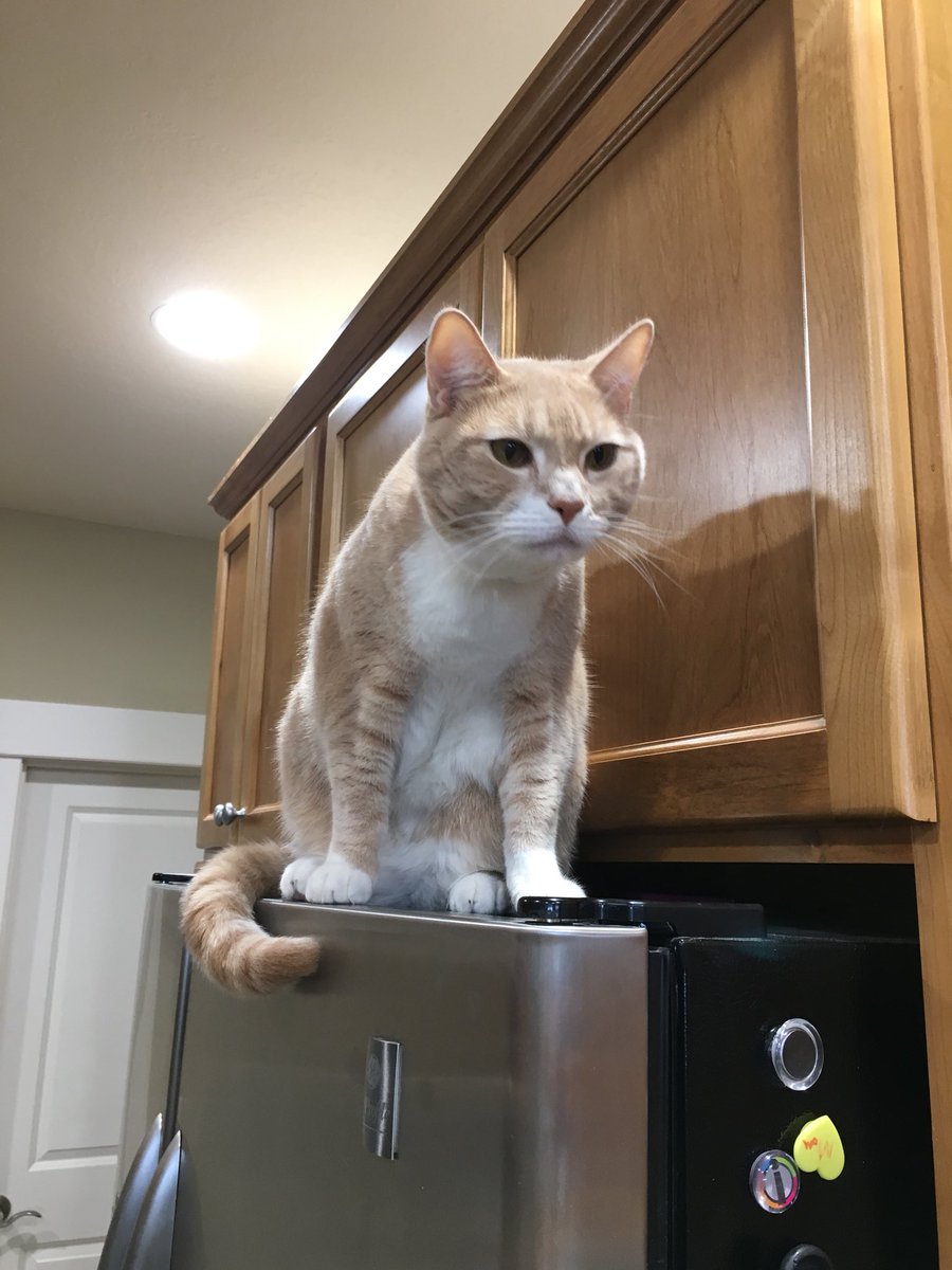 LilStormyFuzz's tweet photo. My brother is weird and likes to sit on the fridge and top of the cabinets but he was sitting funny this time #cats #tabbycat #funny https://t.co/lzbIYtQerc