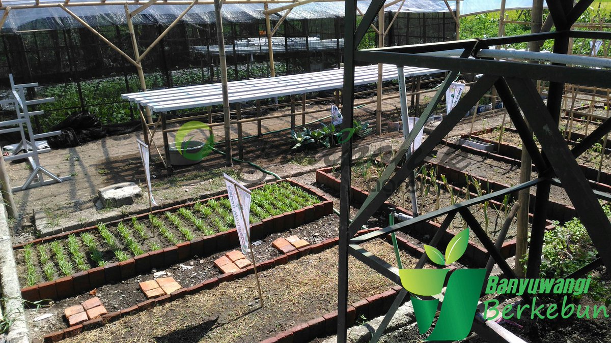 Organiponik's tweet photo. 😍lihat kebun ku...
@bwangiberkebun @IDberkebun 

#organiponikagrofarm https://t.co/cxguTVQldd
