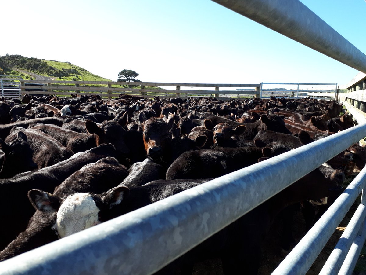 WoolstonDavid's tweet photo. Calf marking time here at Omamari https://t.co/jEr964dMhT