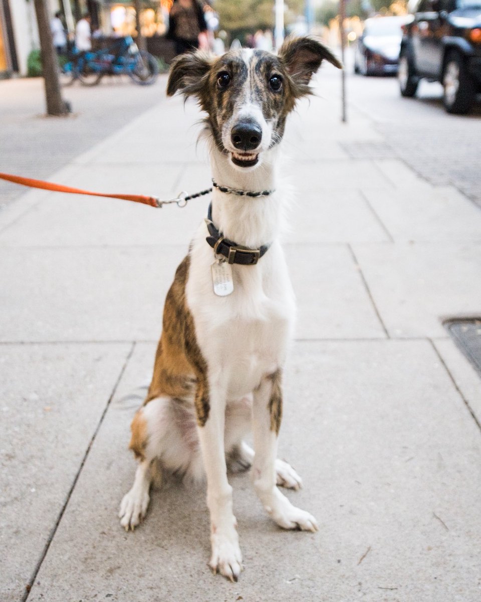 The Dogist On Twitter Sirrus Silken Windhound 10 M O Guadalupe 2nd St Austin Tx They Re A Cross Between Borzois And Whippets We Call Him Lover Boy Https T Co Gaf3zeovar