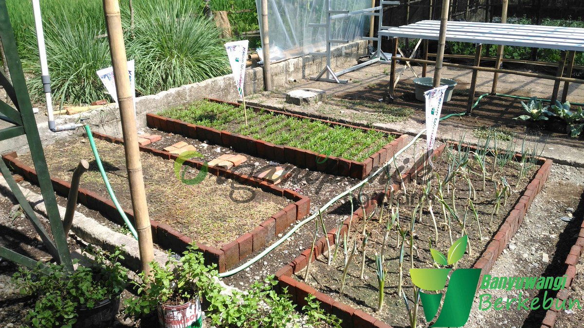 Organiponik's tweet photo. 😍lihat kebun ku...
@bwangiberkebun @IDberkebun 

#organiponikagrofarm https://t.co/cxguTVQldd