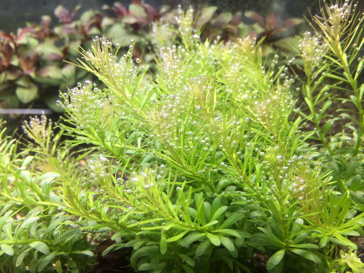 水草の 有 永代熱帯魚 水換え後の気泡です 気泡好きにはたまりませんよね 写真はマヤカspとオレンジミリオです T Co It5rp3kina