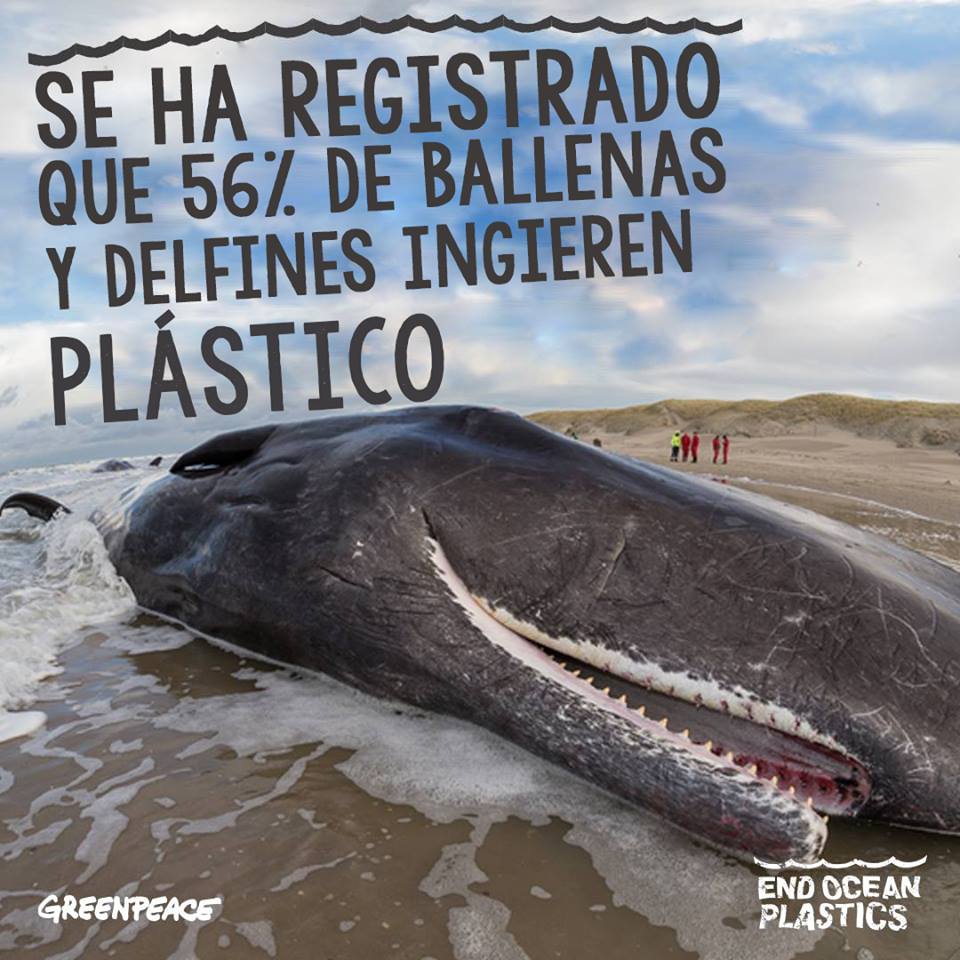 greenpeacemx's tweet photo. ⚠¡La fauna marina no tiene por que ser victima!⚠
ACTÚA AHORA➡ https://t.co/8UAQ7tNB41 y mantengamos los ecosistemas libres de plástico. https://t.co/XIlu2P27Ah