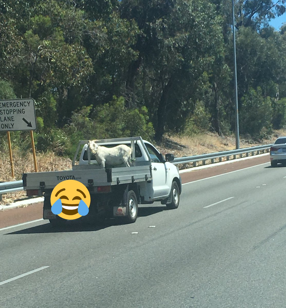 Barnsy_Lisa's tweet photo. I love goats. They’re so easy to transport around too. #perth #freewaylife https://t.co/vpXgJXjiVo