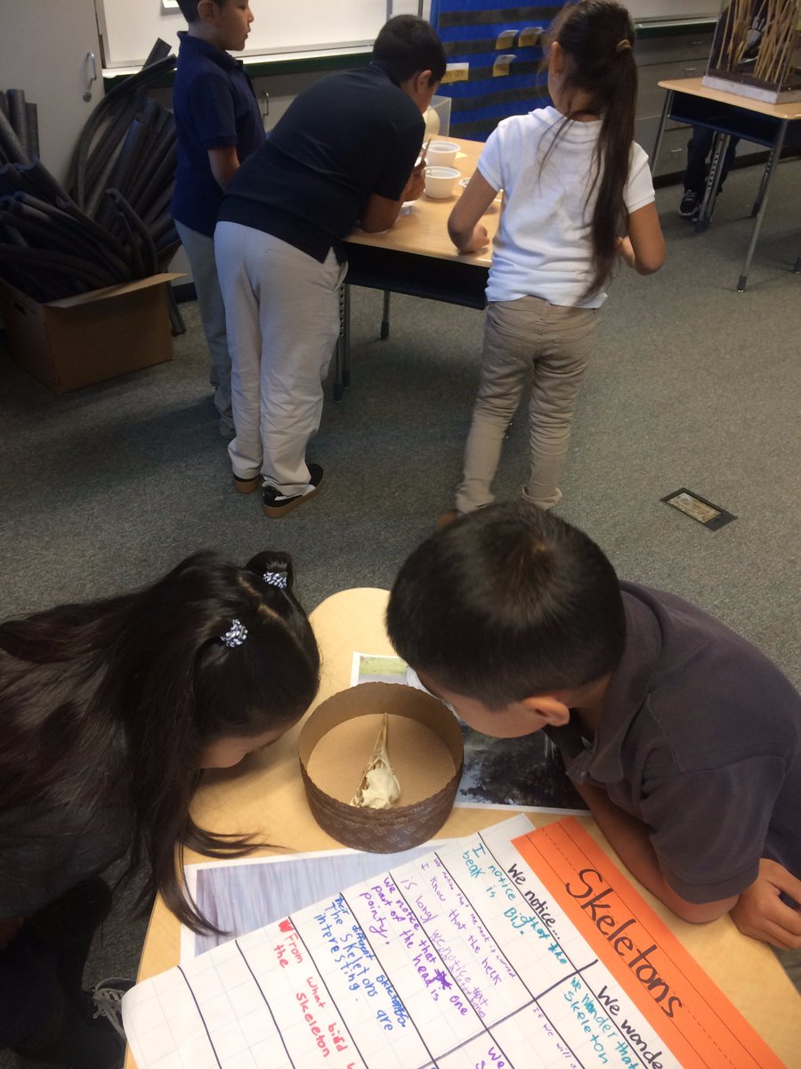 vongerer's tweet photo. Rosemary 3rd Graders launching their bird expedition! #CUSDrockstar #ELeducation https://t.co/EqMMHiVOiq