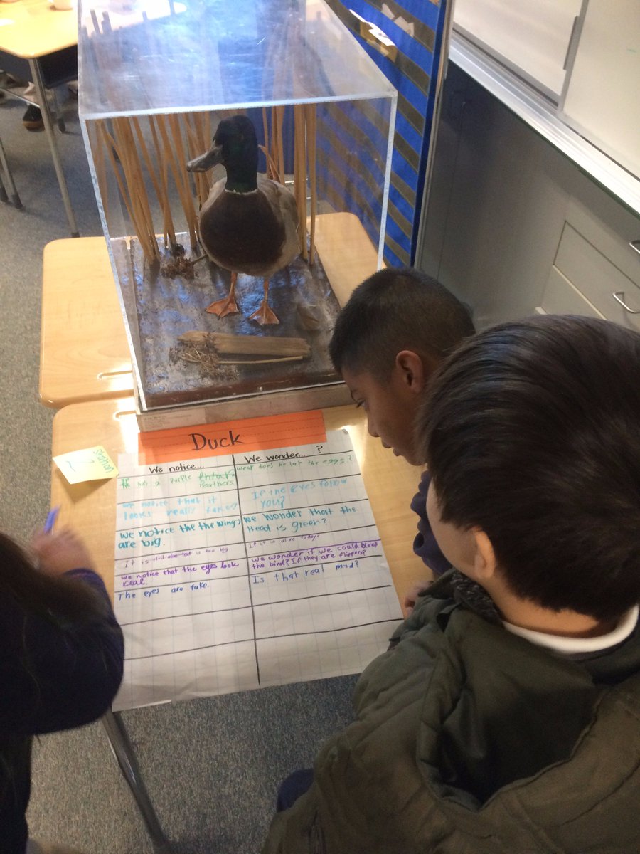 vongerer's tweet photo. Rosemary 3rd Graders launching their bird expedition! #CUSDrockstar #ELeducation https://t.co/EqMMHiVOiq