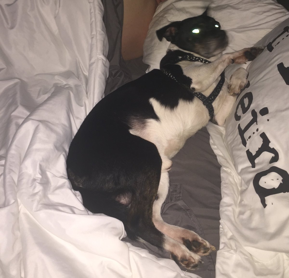 CCinIndy's tweet photo. The land of Me... Meet the love of my life, Sir Snoopster. Apparently Iโll be sleeping elsewhere tonight ๐๐๐ #MoveOverRover https://t.co/gCaOd5oUgj