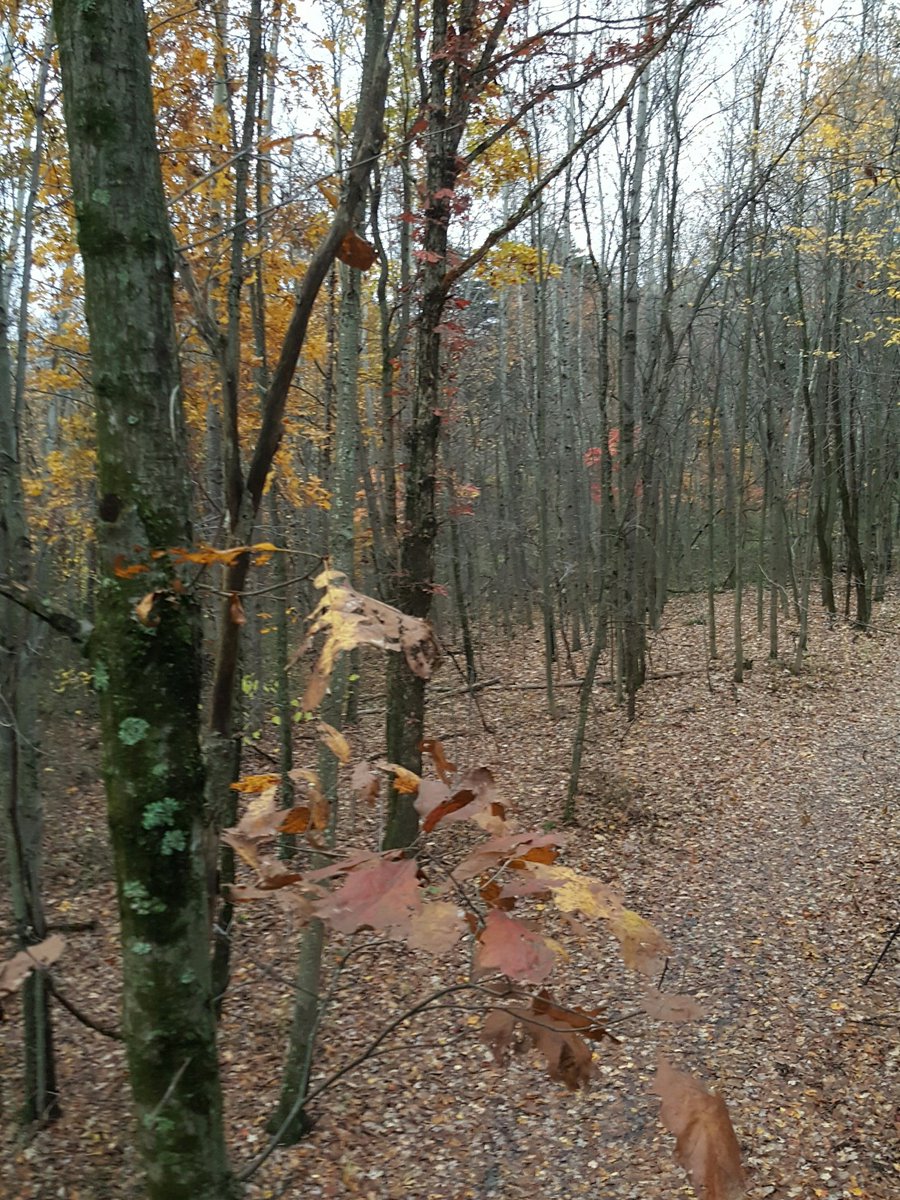 blapp455's tweet photo. Hocking county during rut, my favorite place. #hocking #bowseason #rutison https://t.co/w6ElK9txQY