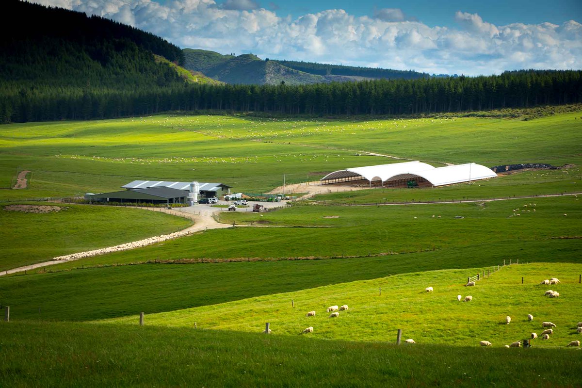 Spring Sheep Milk Co (@springsheepmilk) on Twitter photo LISTEN: Nic Lees (<a href="/LincolnUniNZ/">Lincoln University</a>) on <a href="/NewstalkZB/">Newstalk ZB</a> talking about a recent study & benefits of sheep milking bit.ly/2yC9FHi LISTEN: Nic Lees (<a href="/LincolnUniNZ/">Lincoln University</a>) on <a href="/NewstalkZB/">Newstalk ZB</a> talking about a recent study & benefits of sheep milking bit.ly/2yC9FHi