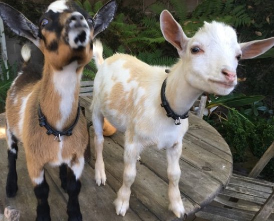 terriesilverman's tweet photo. Write, Laugh, Frolic with Goats- Discount for 1st #Creative Writing Workshop with #Goats 11/10, L.A. https://t.co/Uv4WP1Fq9Z  via @madmimi https://t.co/8SQJHuIPEN