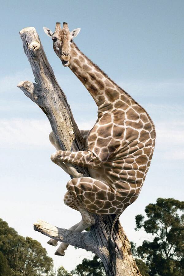 WarEagleWalk's tweet photo. @SwainEvent I’m thinking our ceiling is this high! #GiraffeAss https://t.co/dRUyMmiDIk