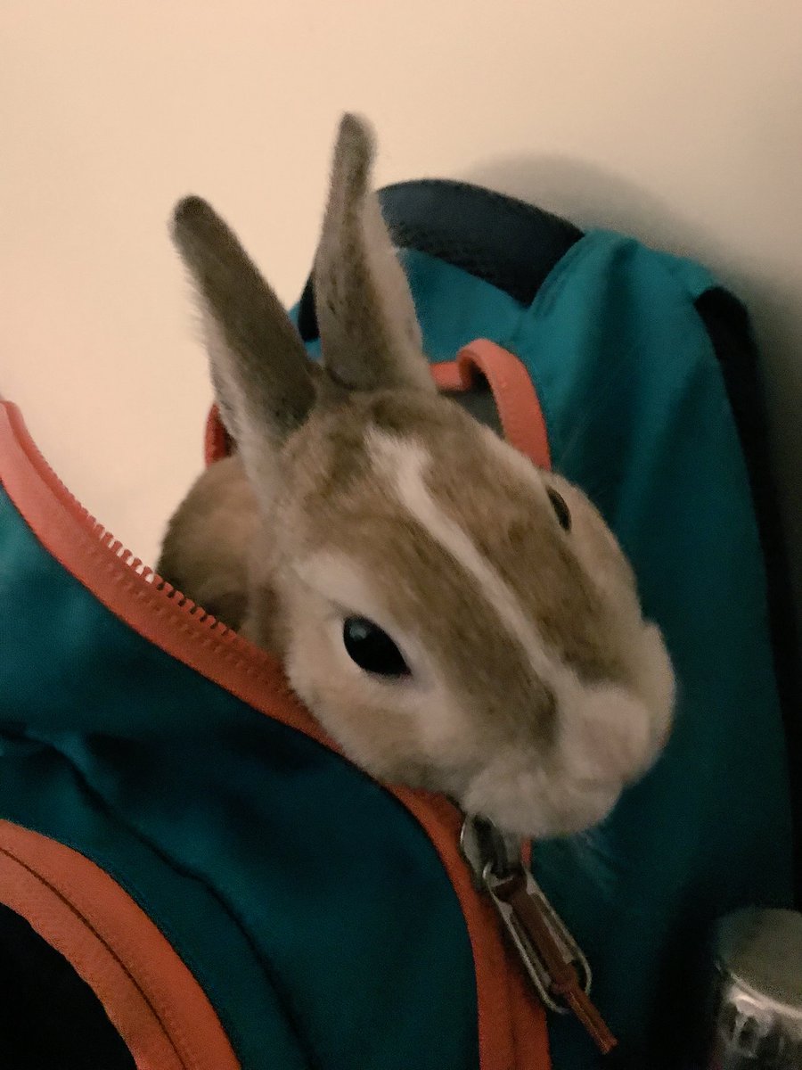 shes_a_martin's tweet photo. when youโre half way to class & your backpack starts moving... ๐
๐ฐ๐จ#howdidthishappen #hadtocomehome #healmostmademelate #lifewithaweirdbun https://t.co/asPtKCGH9K