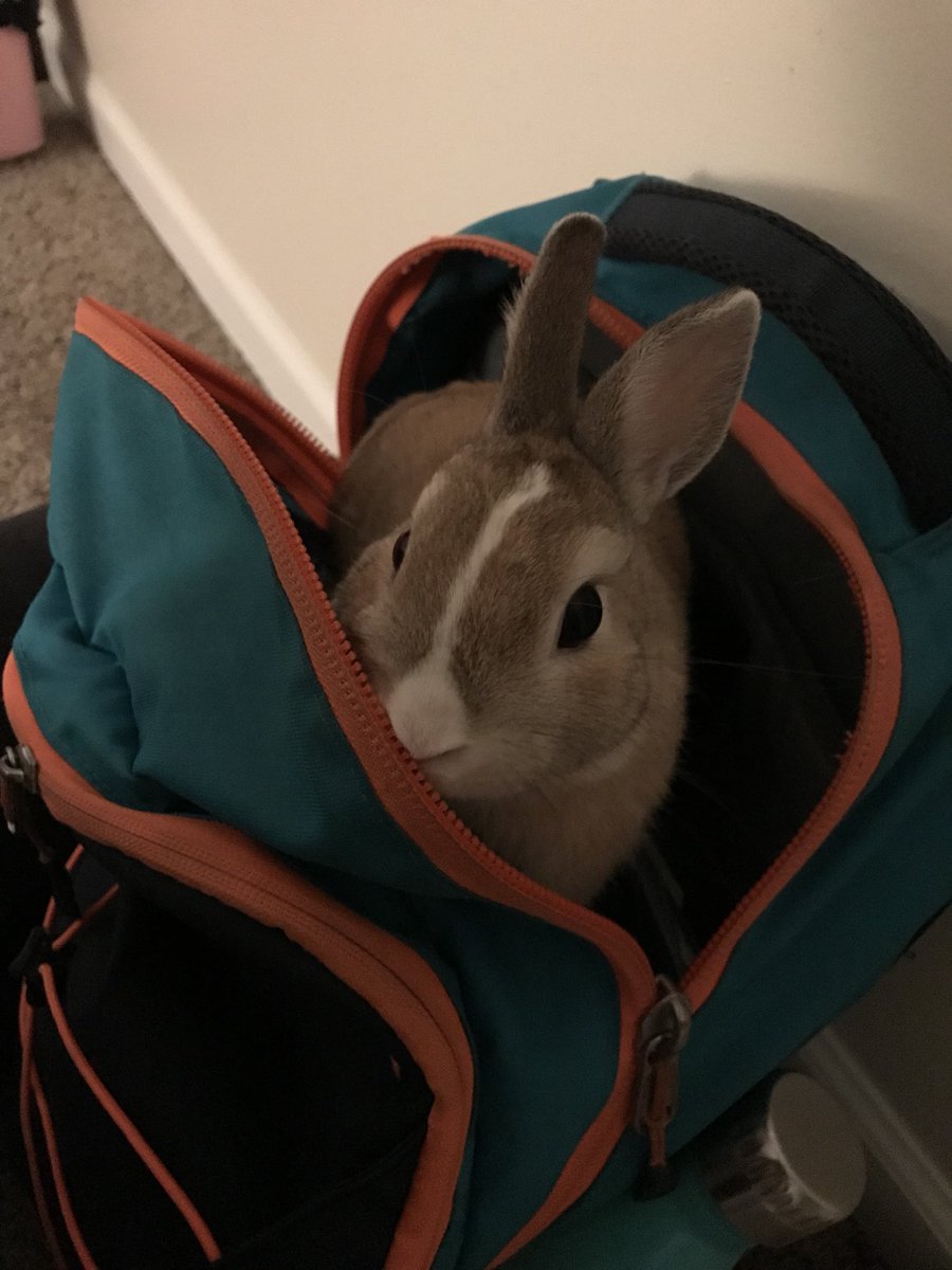 shes_a_martin's tweet photo. when youโre half way to class & your backpack starts moving... ๐
๐ฐ๐จ#howdidthishappen #hadtocomehome #healmostmademelate #lifewithaweirdbun https://t.co/asPtKCGH9K