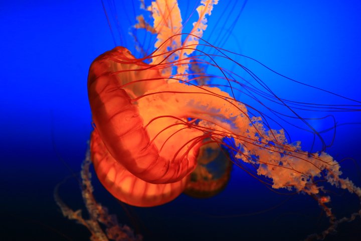 roamingwrangler's tweet photo. If you make it to #Omaha, check out the Henry Doorly #Zoo and Aquarium. #Photography #Wildlife https://t.co/DIrjMHtkry
