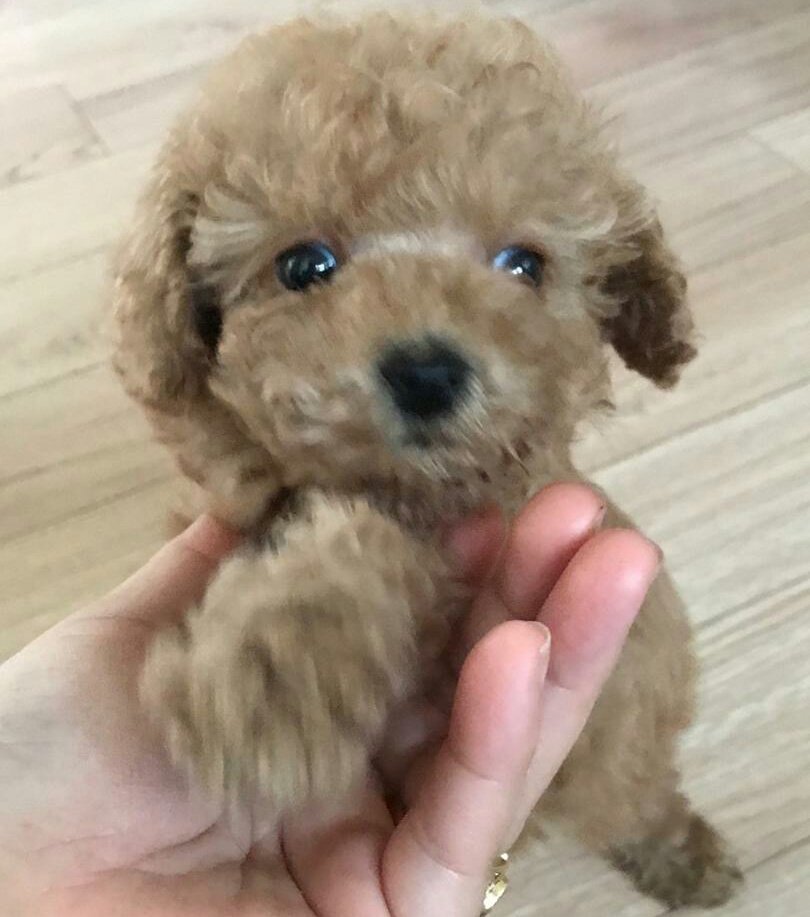 haroo0405's tweet photo. 안녕하새오 뽀시래기 시절 하루애오 🐾 https://t.co/TwbIR8uLG8