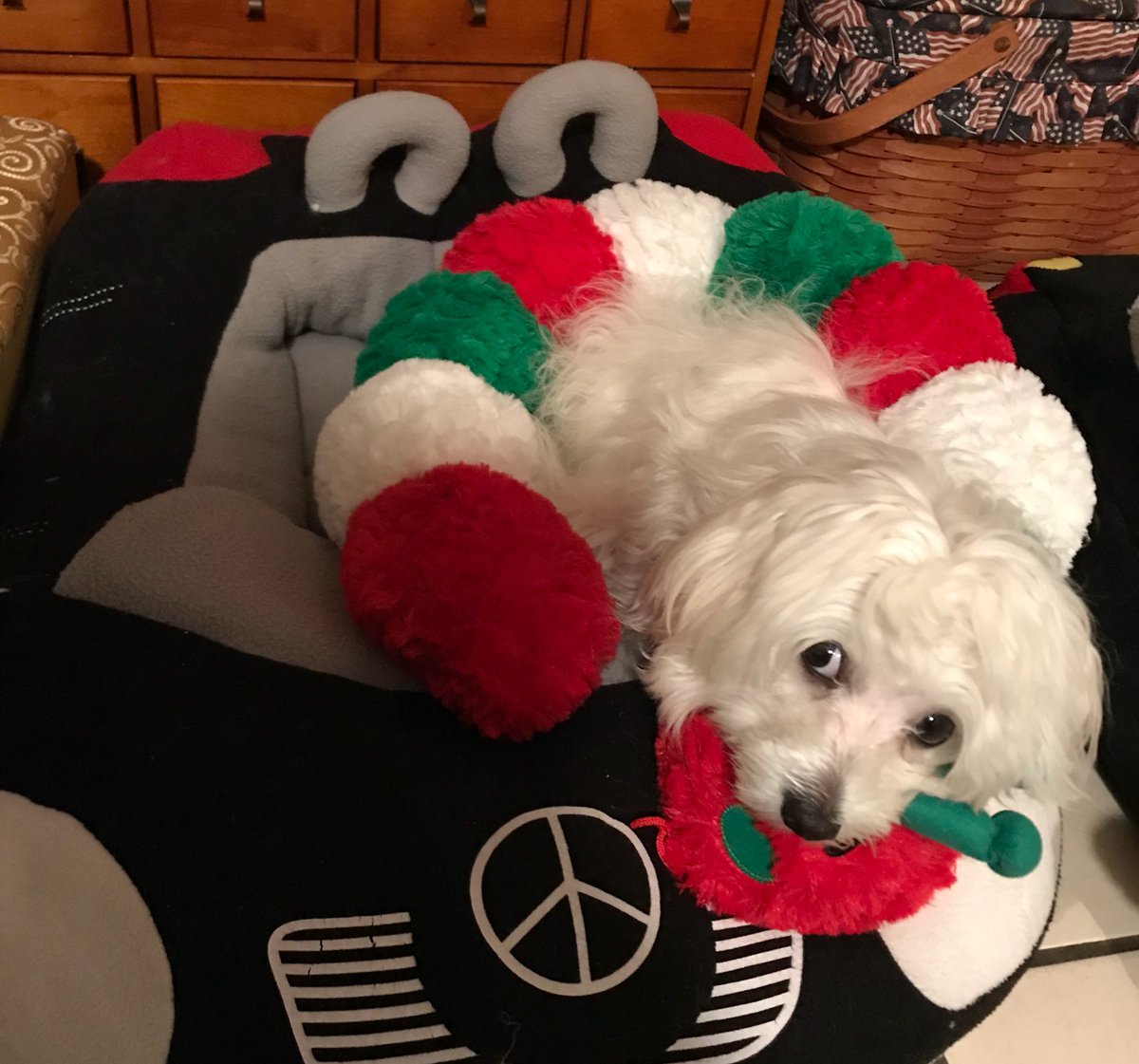 brunclebrody's tweet photo. I like to smile! Smiling is my favorite! #elfseason #elf #hamstagram #aboynamedham #buddy #fourfoodgroups https://t.co/DyojwkwKLx