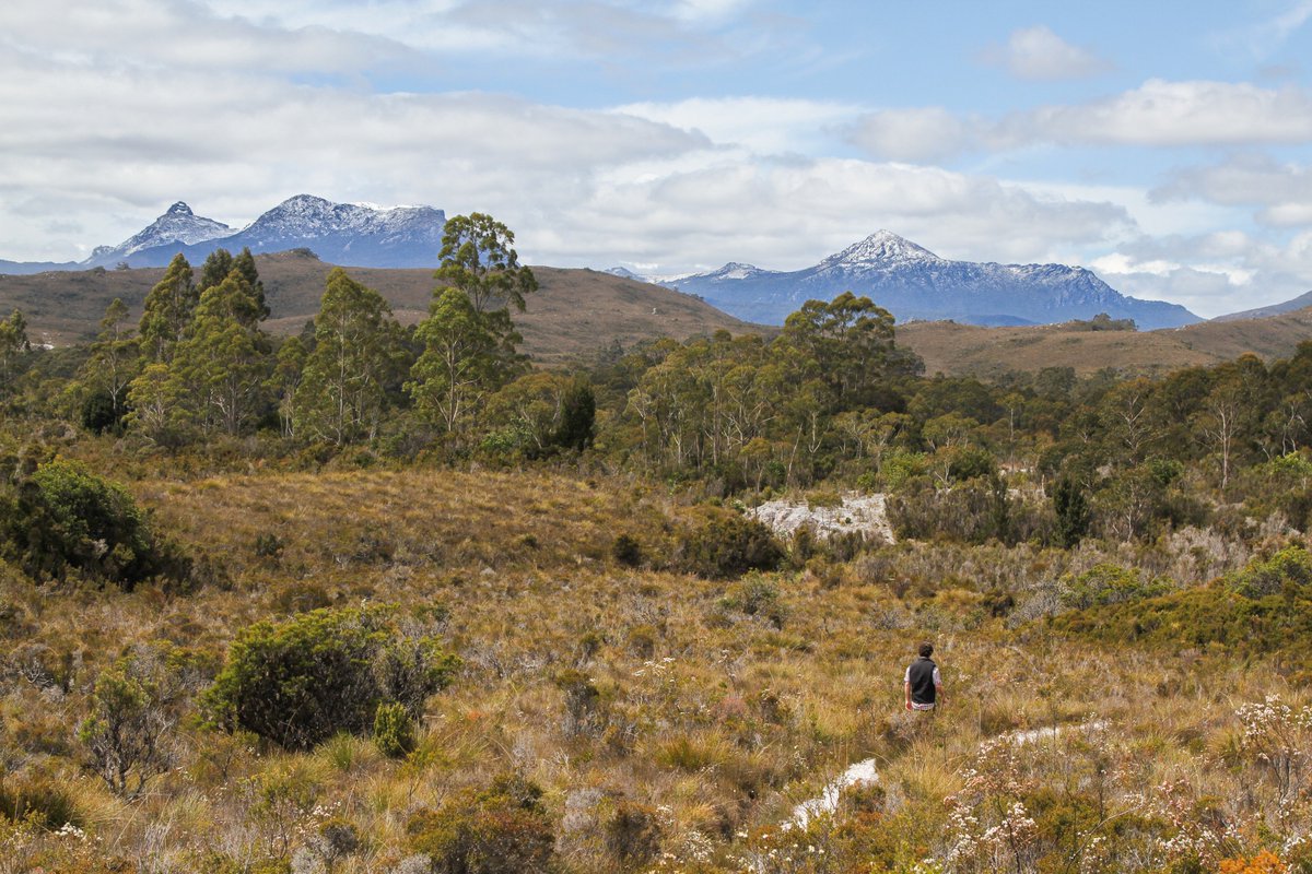 _bgoat's tweet photo. Old Port Davey Track, Spring 2017, #Tasmania #worldheritage #Australia
@tasmania #seeAustralia https://t.co/oHvoOazMOe