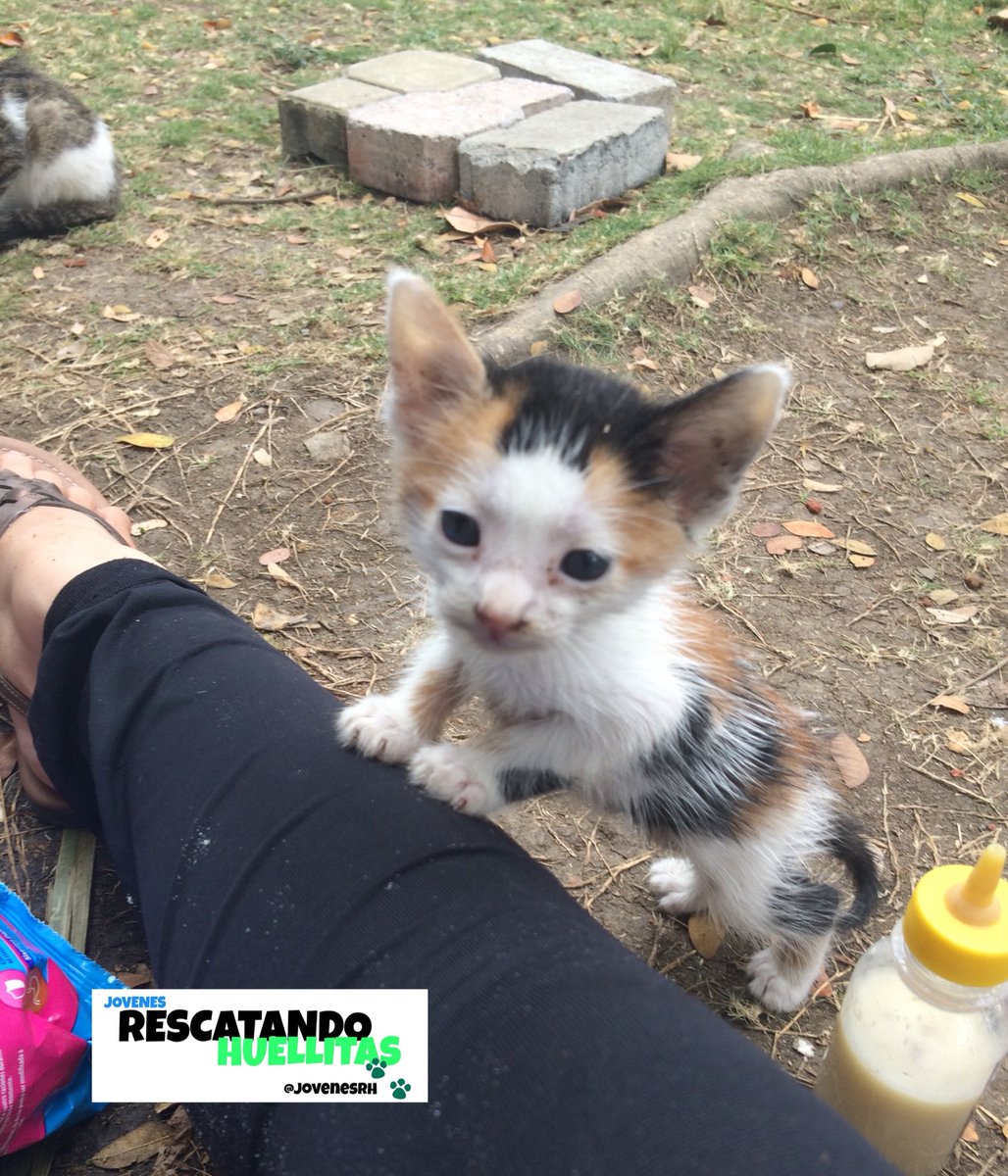 JovenesRH's tweet photo. Adopta a uno de nuestros gatitos protegidos, necesitan vivir bajo un techo y no en la calle en donde están.

WhatsApp: 0986940770 📲🐱 https://t.co/6Oic8iy7pM