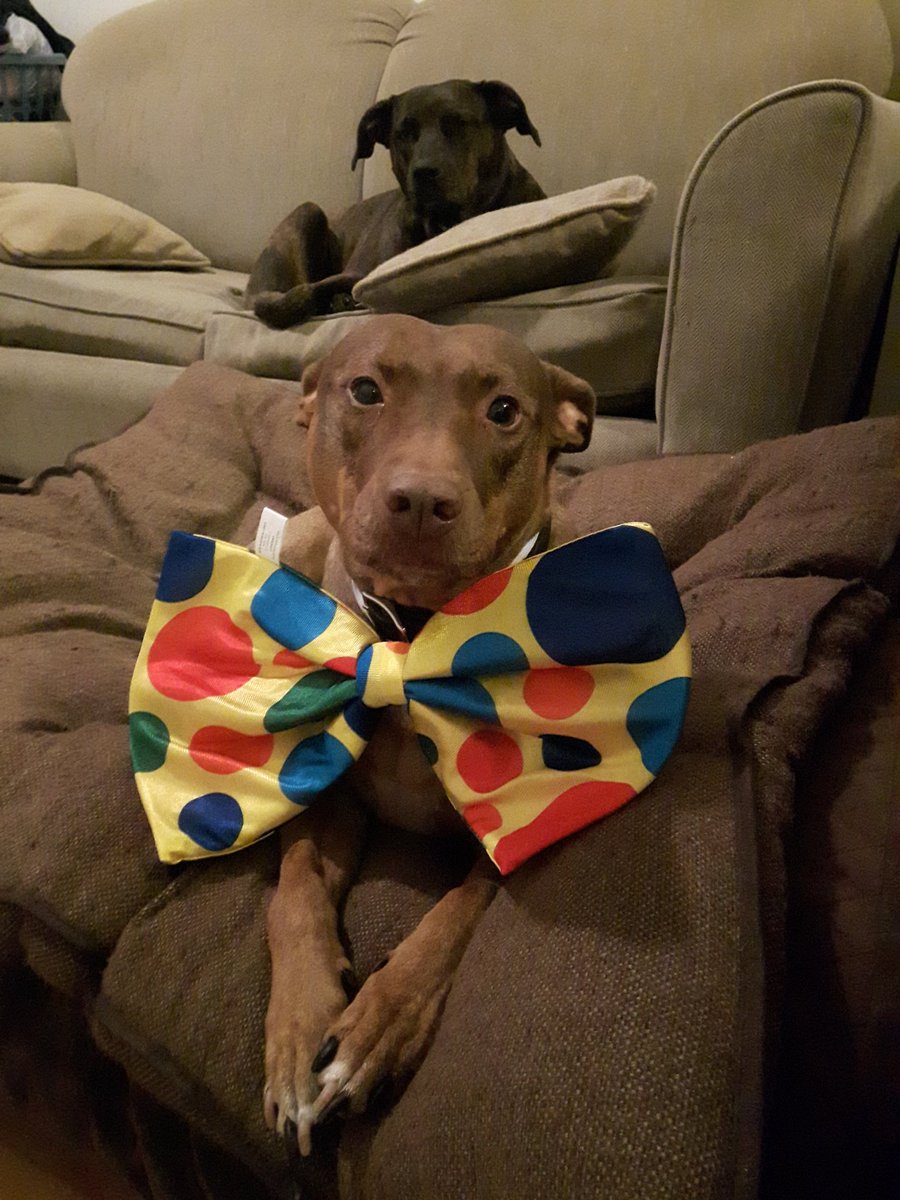 BSLWarrior's tweet photo. Now @aniesamson & @DenisCoderre can pursue careers as the clowns they truly are. #WUABSL #CoderreOut #ValPlante4MTL #ENDBSL #polmtl https://t.co/N0kKWWzslM