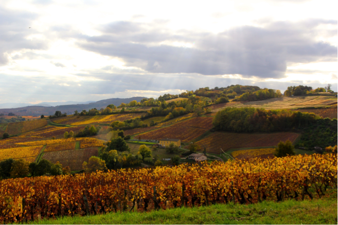 canterburywine's tweet photo. Here’s my pic of the #DiscoverBojo hills from the southern end of #Fuisse #Maconnais #Burgundy. #FallFoliage https://t.co/0DzrqkBCFo