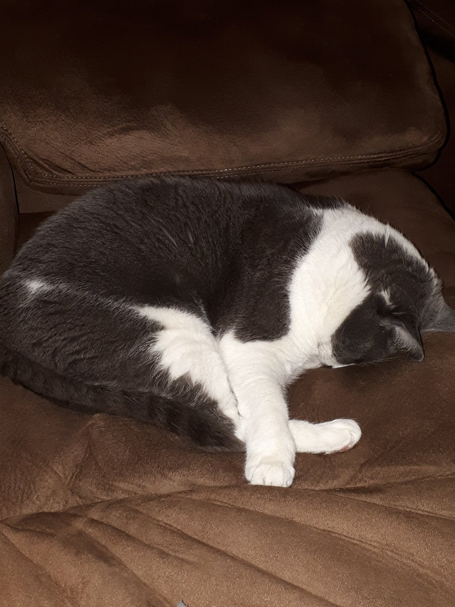 Cronk_kitteh's tweet image. This is my time out when I've been bad...just kidding. I sleep like this #catsoftwitter #catworldproblems #timeout #isleeplikethis