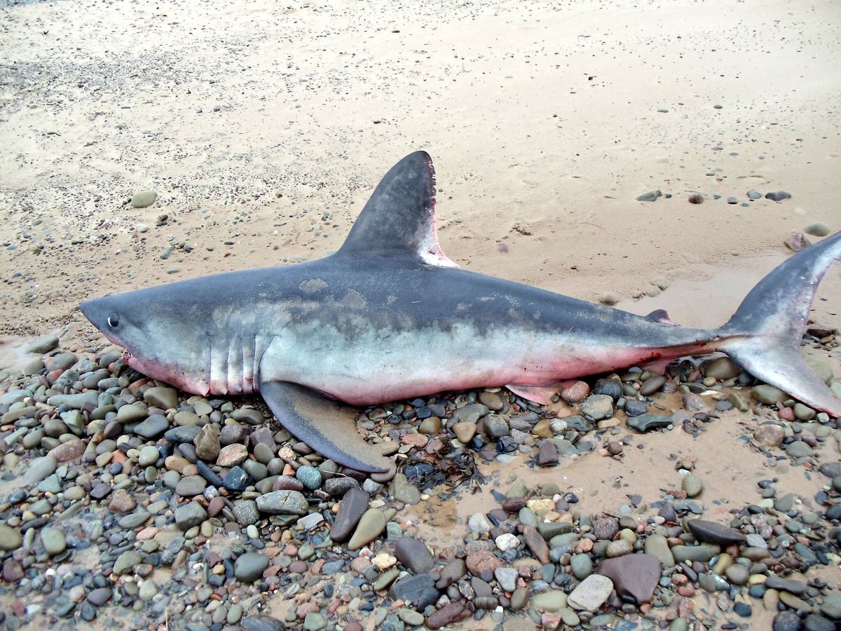 bowden2you's tweet photo. @OCEARCH Just saw this on Facebook 😭 I don’t know what kind of #shark this is  #beachedshark on Inverness Beach. https://t.co/1SMG2F8u91 💔 https://t.co/N3kwwUB0B1