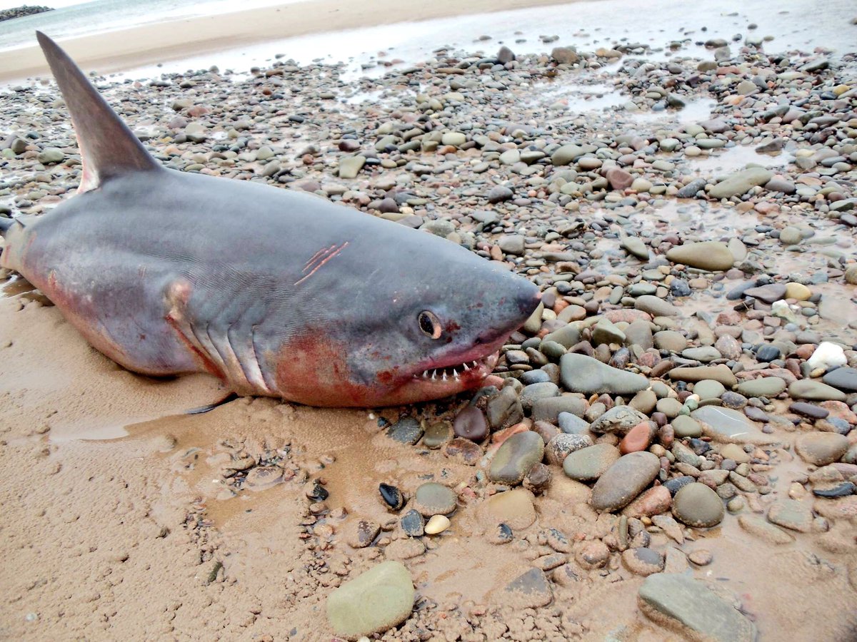 bowden2you's tweet photo. @OCEARCH Just saw this on Facebook 😭 I don’t know what kind of #shark this is  #beachedshark on Inverness Beach. https://t.co/1SMG2F8u91 💔 https://t.co/N3kwwUB0B1