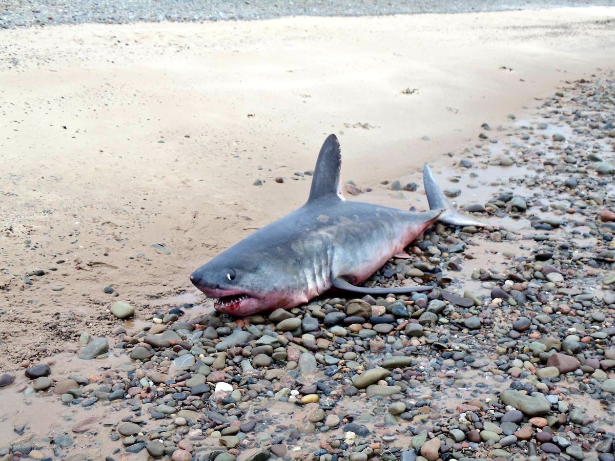 bowden2you's tweet photo. @OCEARCH Just saw this on Facebook 😭 I don’t know what kind of #shark this is  #beachedshark on Inverness Beach. https://t.co/1SMG2F8u91 💔 https://t.co/N3kwwUB0B1