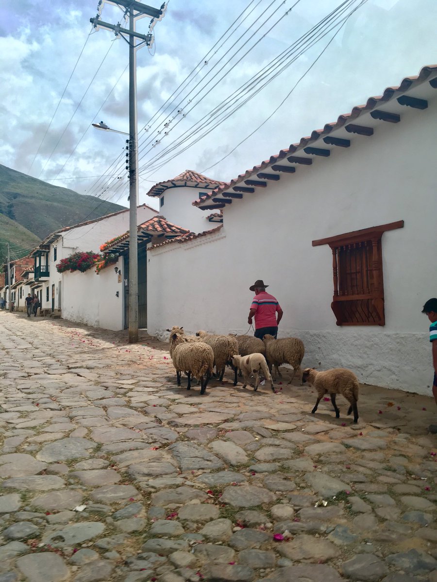 LynsFrostee's tweet image. Villa De Leyva morning rush hour #Colombia #TotalGridlock