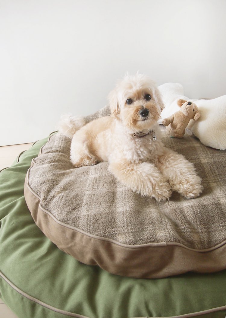 Ginza キャンバスバッグでおなじみの L L Bean 実は 犬グッズ も超優秀ってご存知 Llbean Llbean T Co J109plqgtf T Co Jibjxokl9m Twitter