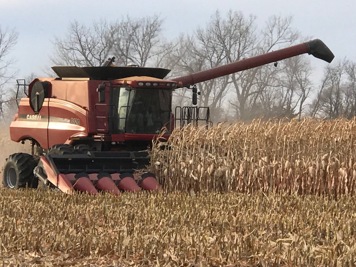 TruaxRon's tweet photo. Thanks to Terry and Trevor Justesen for having a @DuPontPioneer corn plot. #P9188AM and #P9703AM were at the top. https://t.co/0AtGPZu69j