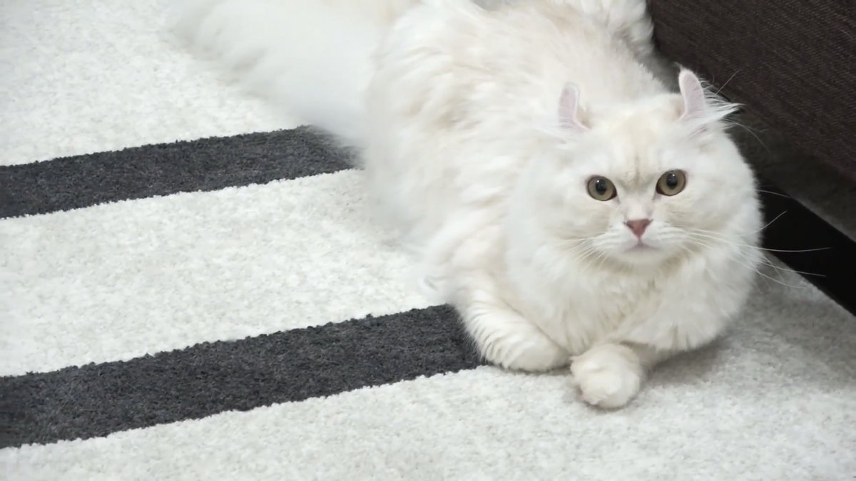 くーや 推しは推せる時に推せ على تويتر 猫のこの感じが好き スフィンクスみたいな体制と 見上げてる時の表情好き Youtube ひろちゃんねる ひろにゃんねる マロン アメリカンカール くーや 推しは推せる時に推せ على تويتر 猫のこの感じが好き スフィンクスみたいな体制と 見上げてる時の表情好き Youtube ひろちゃんねる ひろにゃんねる マロン アメリカンカール