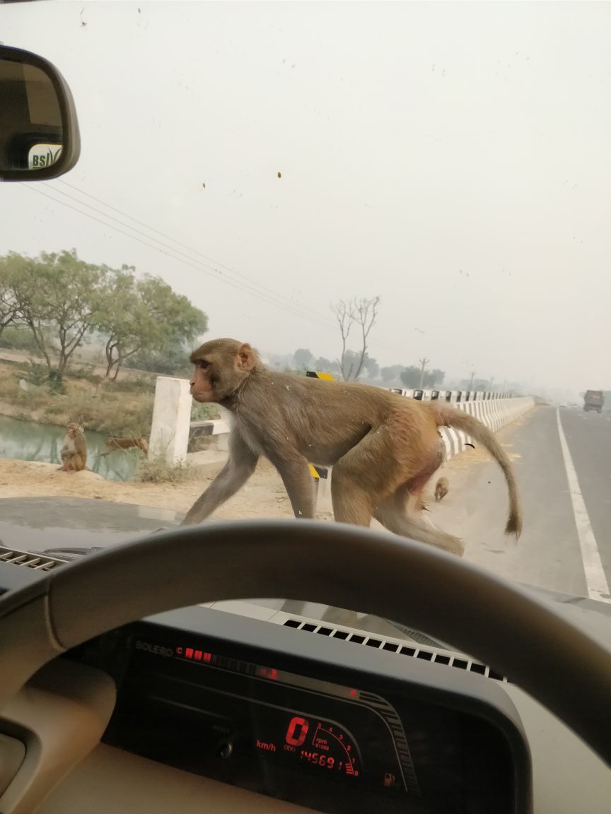 ozzieeboy's tweet photo. Feel #Content when you feed them and observe their naughtiness, brotherhood. #MonkeyFeeding #Travel #Rural https://t.co/gbaKwOrTPO