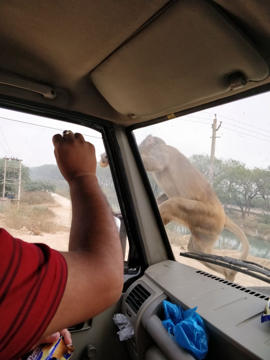 ozzieeboy's tweet photo. Feel #Content when you feed them and observe their naughtiness, brotherhood. #MonkeyFeeding #Travel #Rural https://t.co/gbaKwOrTPO
