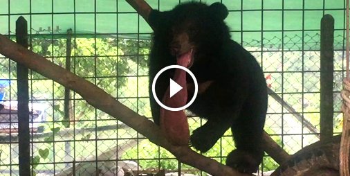#Sauvetage d'un ours avec une langue de 3 kilos 😰 👍 ☛ bit.ly/2ziFCEB