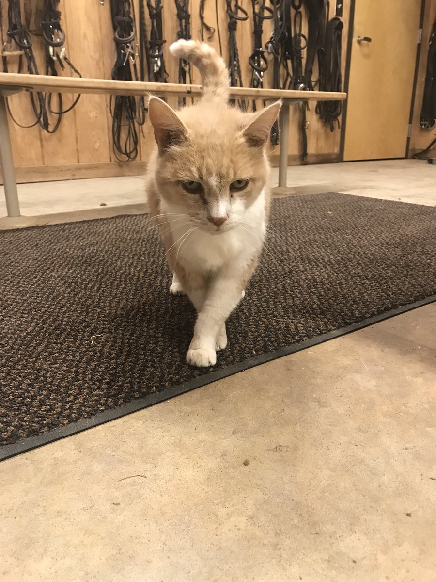 Happy #NationalCatDay to our Barn cat, Alvin!