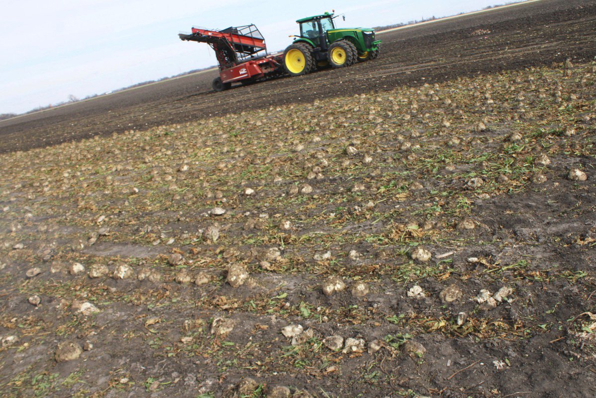 sugarpub's tweet photo. Another 30-tonner: Red River Valley sugar beet harvest wraps up | Agweek ➡️ https://t.co/SkDvSXUbdU #sugarbeets #harvest17 #recordyields https://t.co/0roSX9KHkW