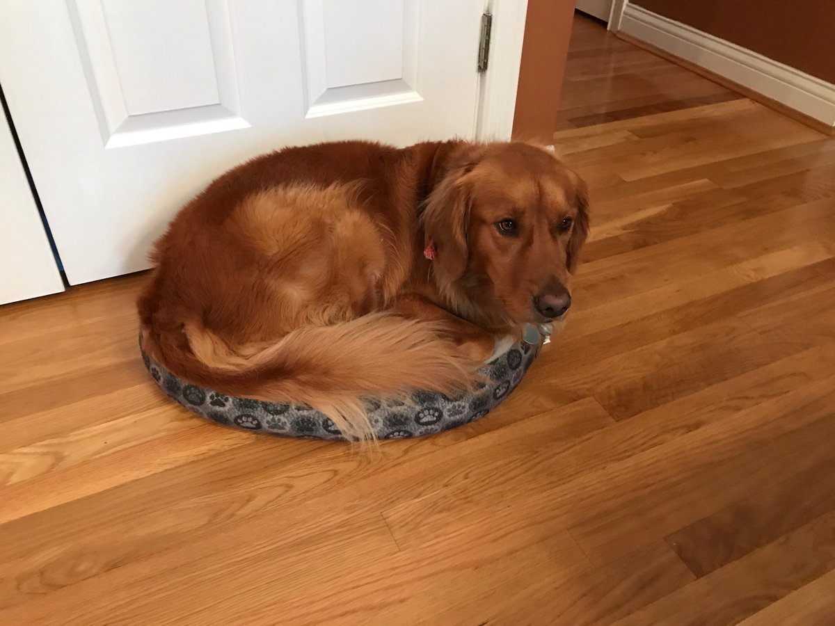 HaleyTheGolden's tweet photo. You thought your bed was too small! https://t.co/L0UDh24Unw