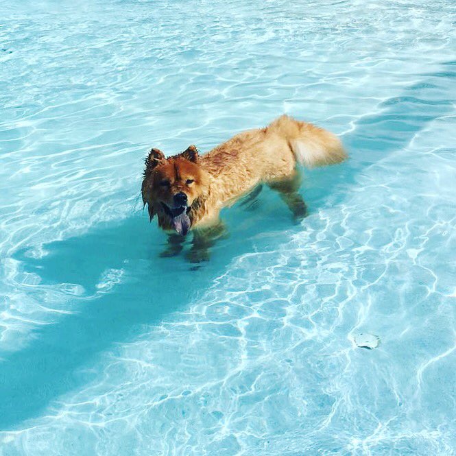 officialpetmio's tweet photo. We’ve got some beautiful weather here in south Florida! Make the most of it and get outside! 🍁🍂🌞#mondaymotivation #doglovers #petsofpetmio https://t.co/r0bgPPiToM