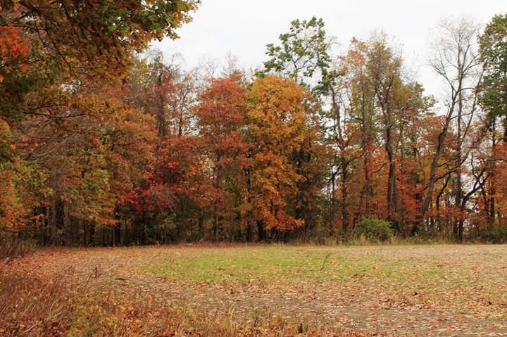herslaura's tweet photo. Cleland Rock at McConnell's Mills State Park #FallinPA #fallfoliage #nature #mcconnellsmillsstatepark #pastateparks #fallfoliage2017 https://t.co/mFjV9esZ8R