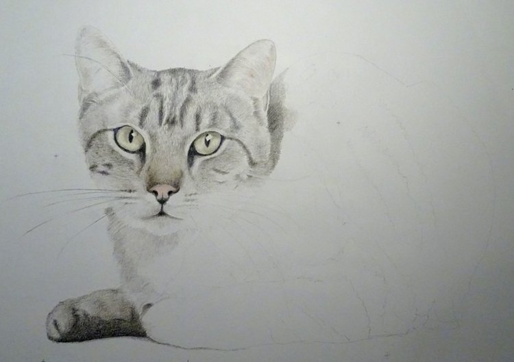 StijnClaessen's tweet photo. A bit more complete. #cat #cats #prismacolor #scldesign #coloredpencils #drawing @prismacolorUS #steinbach #pets https://t.co/Vy0JYyHhuf