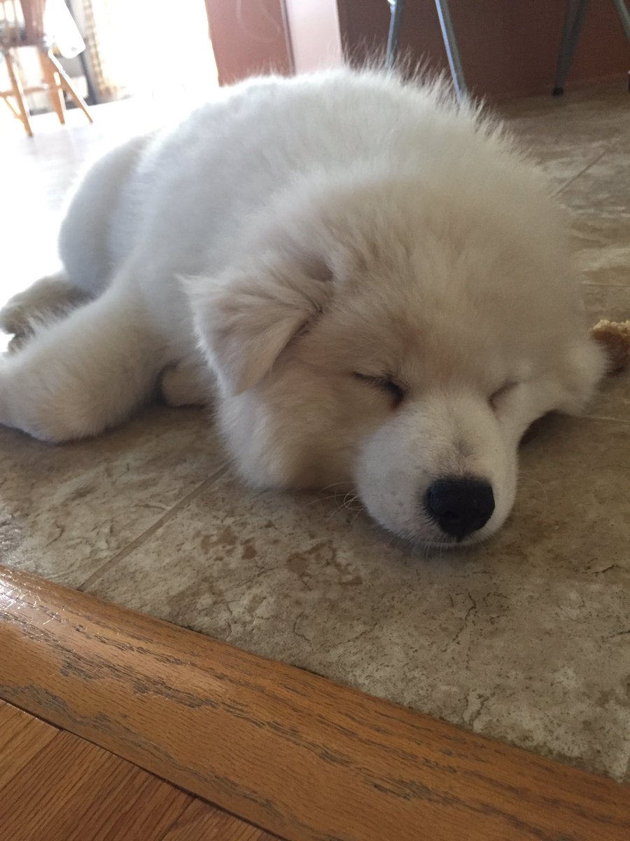 CyrusDobre's tweet photo. My new little sister 😍 she's a sleepyhead 😂 https://t.co/Vk8pZEzc2t