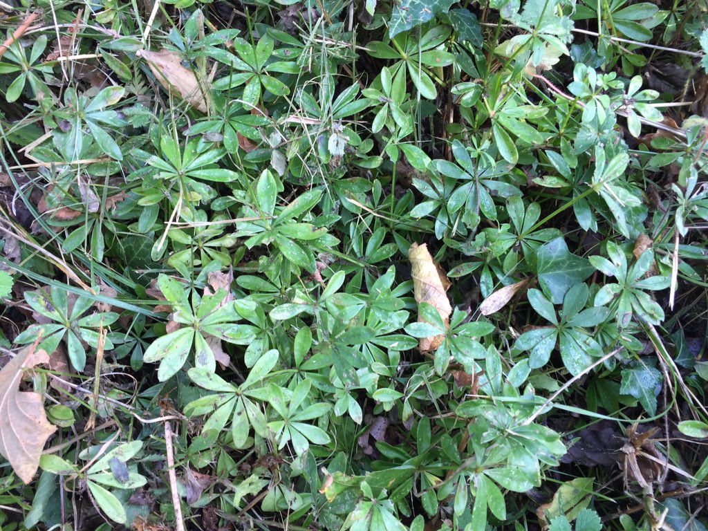 PhoebeW94's tweet photo. Great to get out with my botany mentor(s) today🌼Sweet Woodruff, Trailing St John's Wort, &amp; Clouded Agaric fungi #itsBeenAWhile https://t.co/4f5QBRqr3v