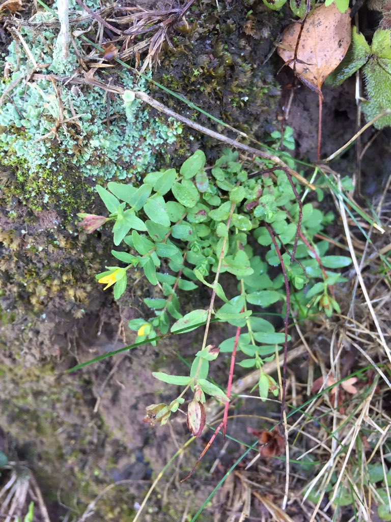 PhoebeW94's tweet photo. Great to get out with my botany mentor(s) today🌼Sweet Woodruff, Trailing St John's Wort, &amp; Clouded Agaric fungi #itsBeenAWhile https://t.co/4f5QBRqr3v